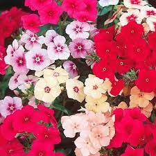Planting Guide for Drummondii Flower Seeds