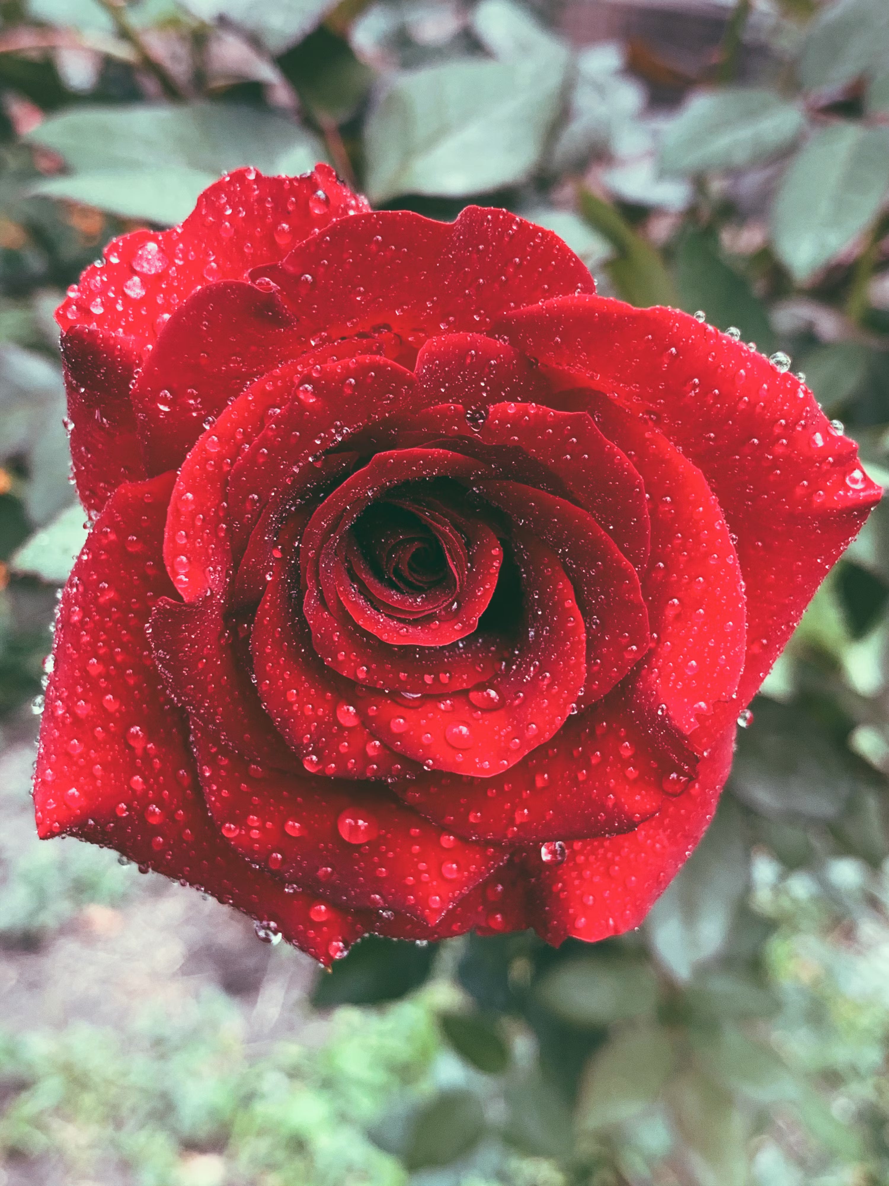 Multi Rose Flower seeds for Planting - Perfect for Borders, Heirloom & GMO Free Seeds for Home Garden S