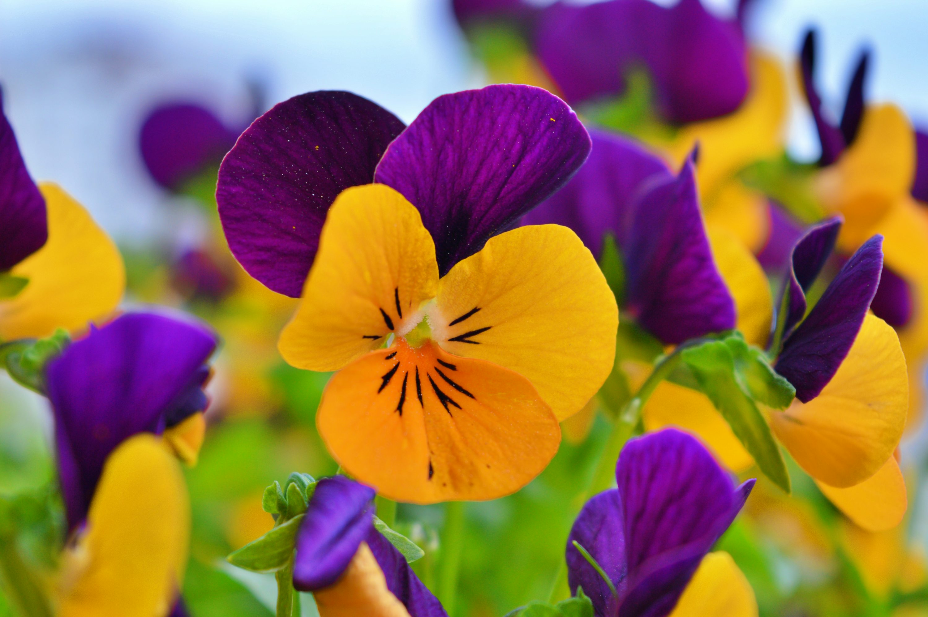 Purple Orange Pansy Seeds for Vibrant Planting