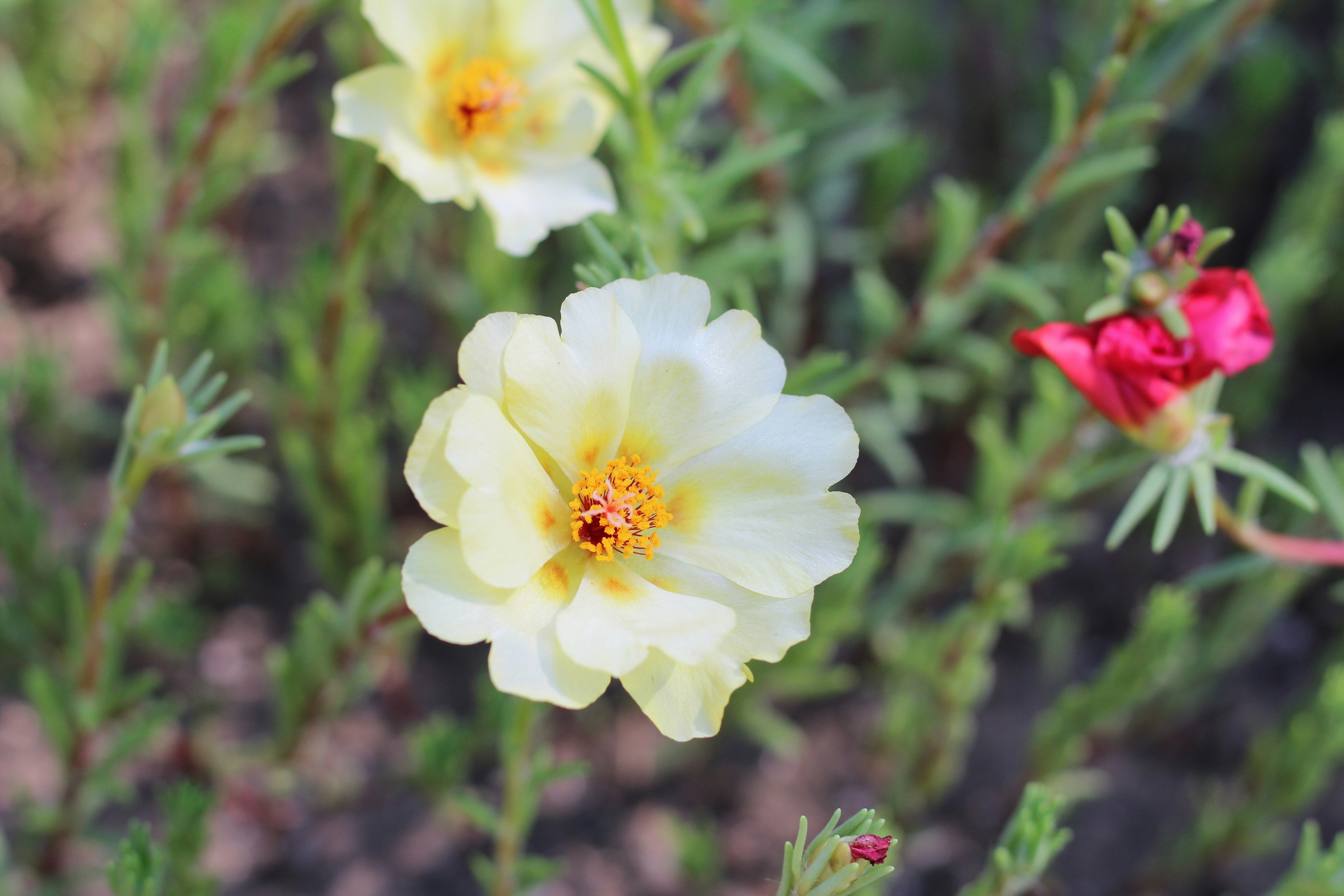 Cream Portulaca Flower seeds for Planting - Compact Growth, Heirloom & GMO Free Seeds for Home Garden
