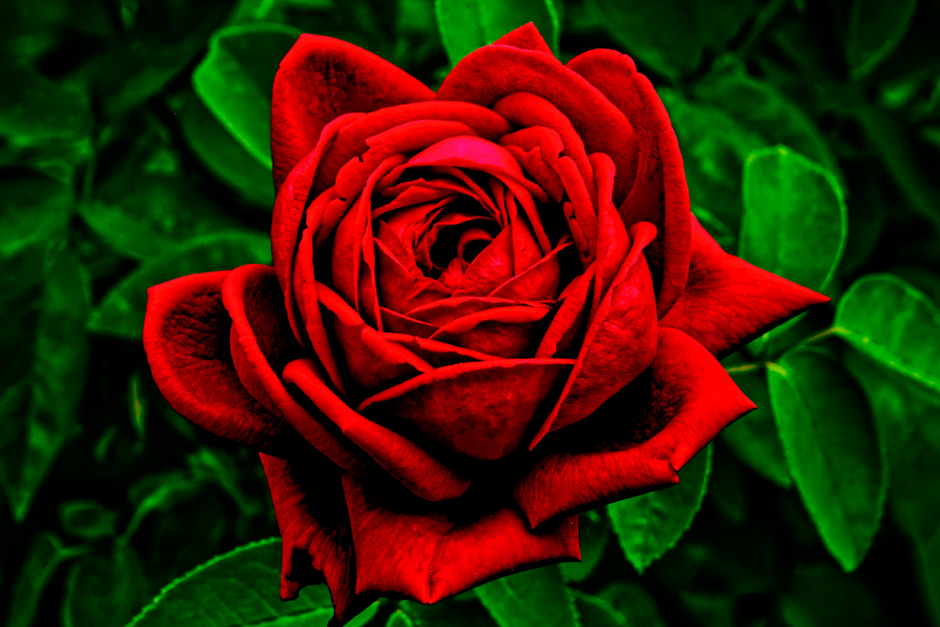 Red Green Rose Flower seeds for Planting - Shade Tolerant, Heirloom & GMO Free Seeds for Home Garden