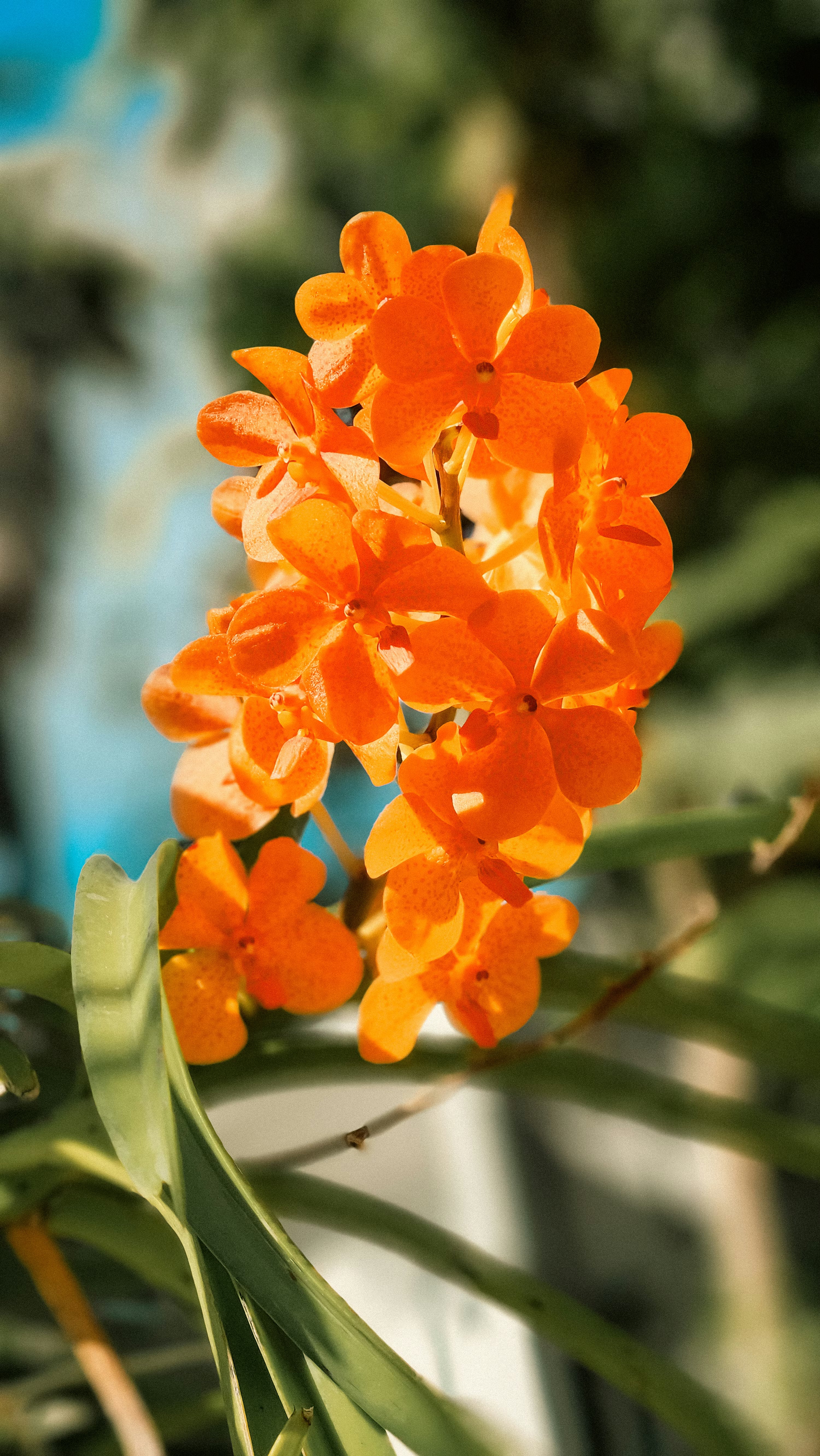 Orange Bell Orchid Seeds Flower seeds for Planting - Hardy Variety, Heirloom & GMO Free Seeds for Home Garden