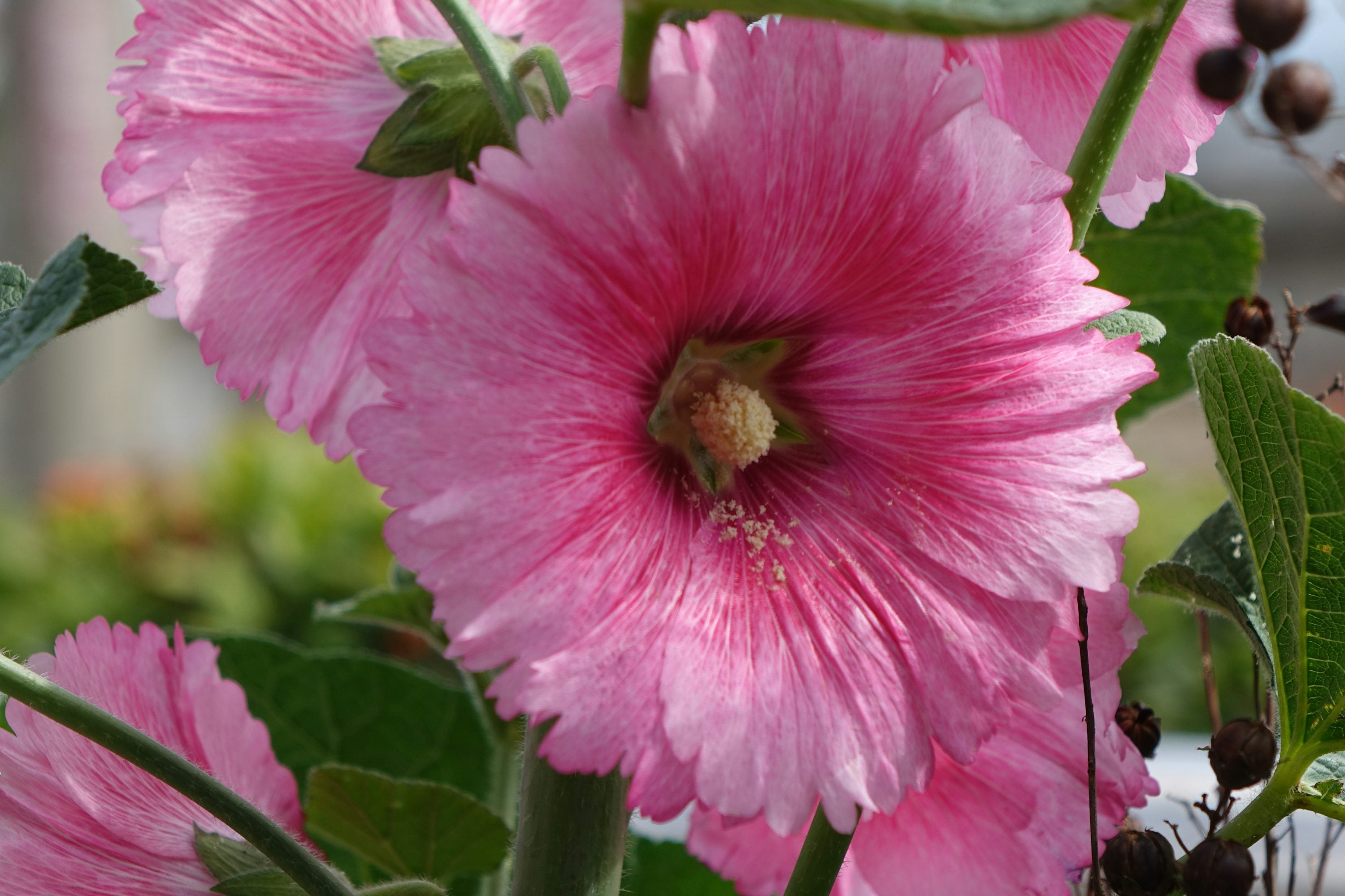 Pale Pink Hollyhock Flower seeds for Planting - Long Bloom Season, Heirloom & GMO Free Seeds for Home Garden