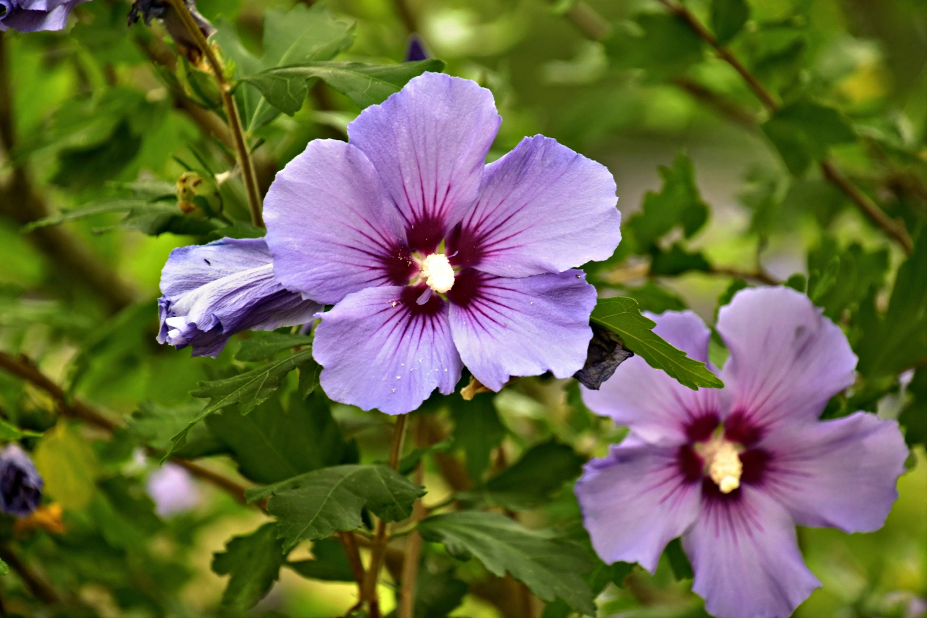 Green Purple Hibiscus Flower seeds for Planting - Shade Tolerant, Heirloom & GMO Free Seeds for Home Garden