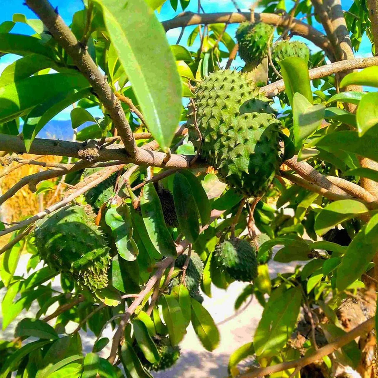Tropical Soursop Seeds for Planting - Green & White Fruit