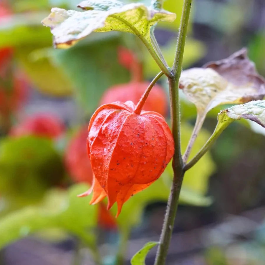 Buy Ground Cherry Seeds Online – Physalis pruinosa Sweet-Tart Variety