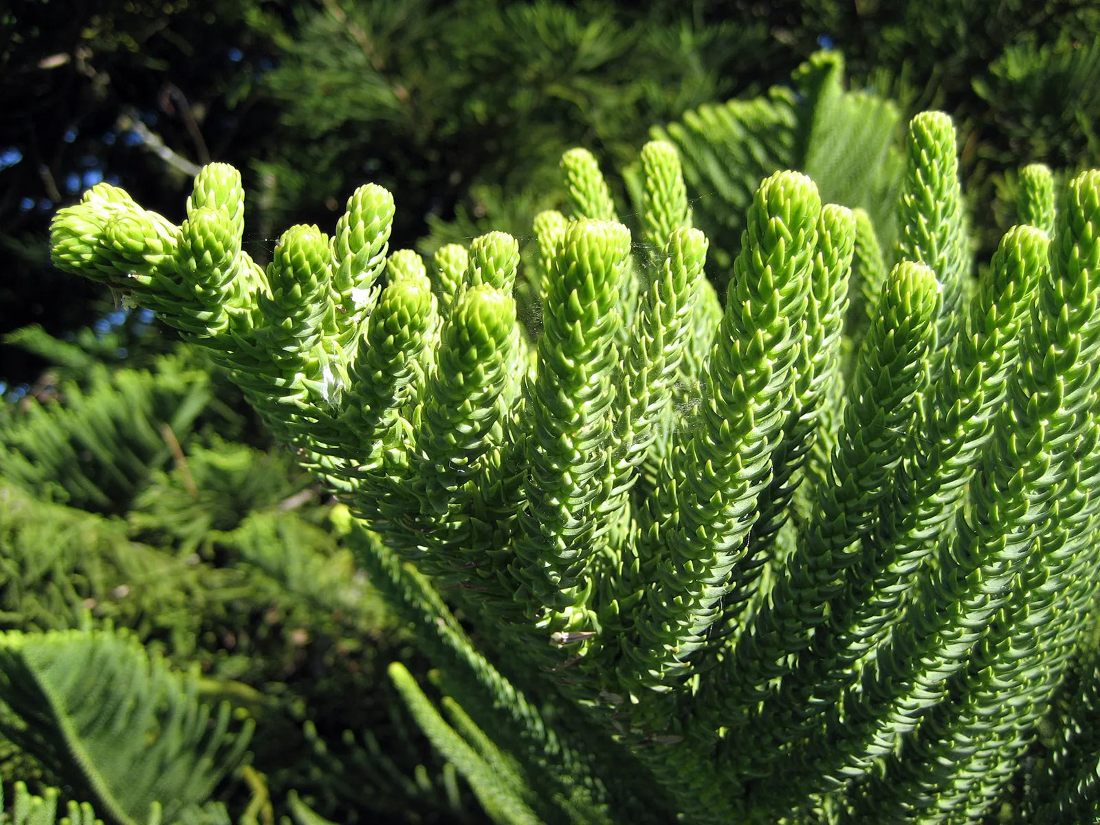 Araucaria Plant Seeds for Your Garden