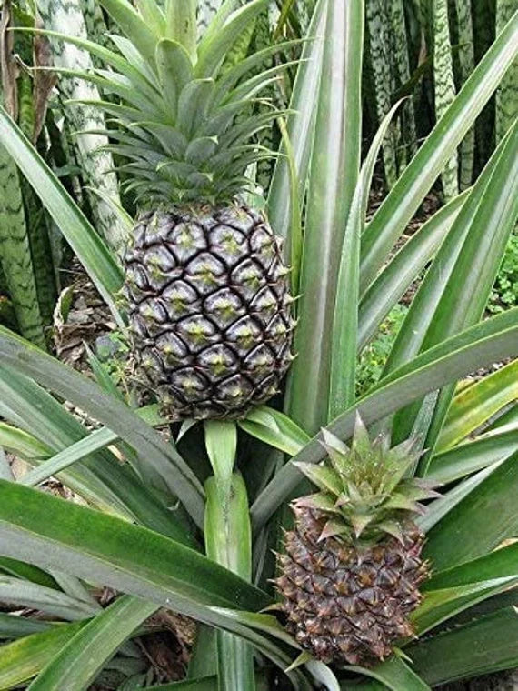 Pineapple seed germination and planting guide