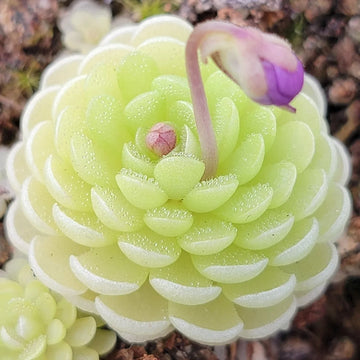 Butterwort Flower seeds for Planting - Easy to Grow, Heirloom & GMO Free Seeds for Home Garden
