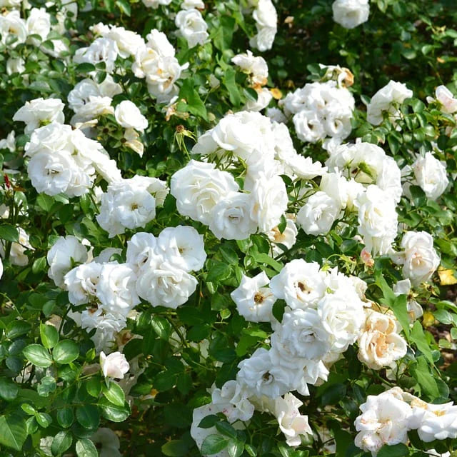 White Creeper Rose Flower seeds for Planting - Long Bloom Season, Heirloom & GMO Free Seeds for Home Garden