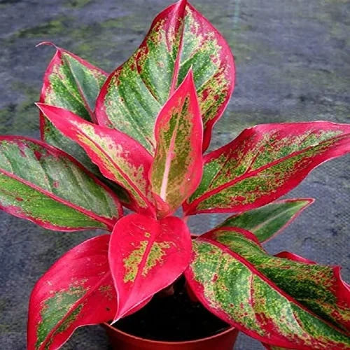 Aglaonema Flower seeds for Planting Cottage Garden Essential Heirloom & GMO Free Seeds for Home Garden