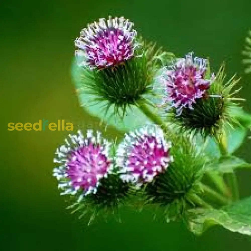 Pink Arctium Lappa Seeds For Easy Planting Plant Seeds