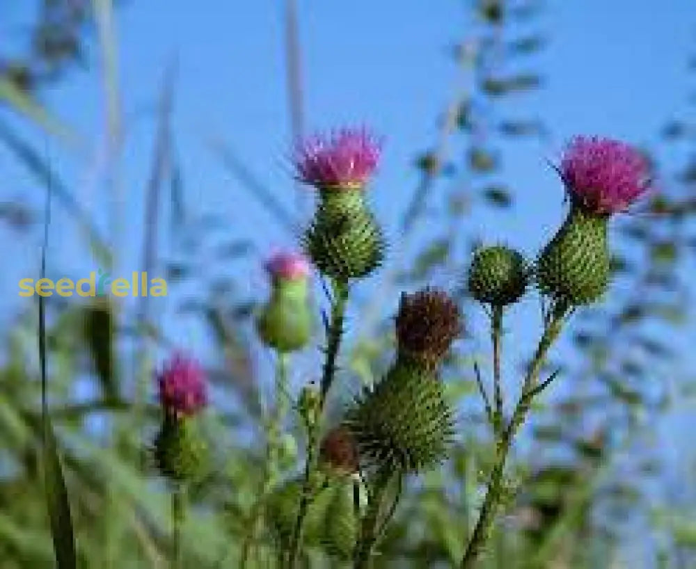 Pink Arctium Lappa Seeds For Easy Planting Plant Seeds