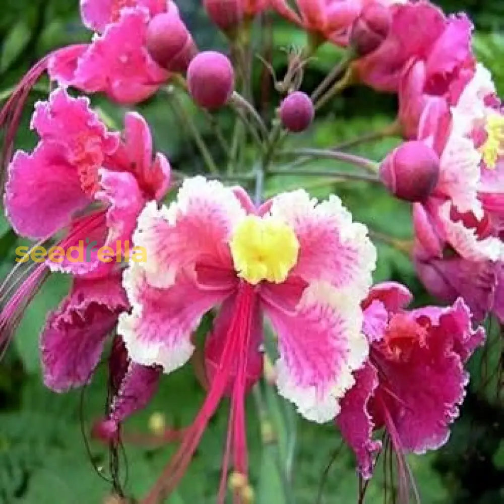 Pink Caesalpinia Pulcherrima Flower Planting Seeds | Vibrant Tropical Blooms For Your Garden