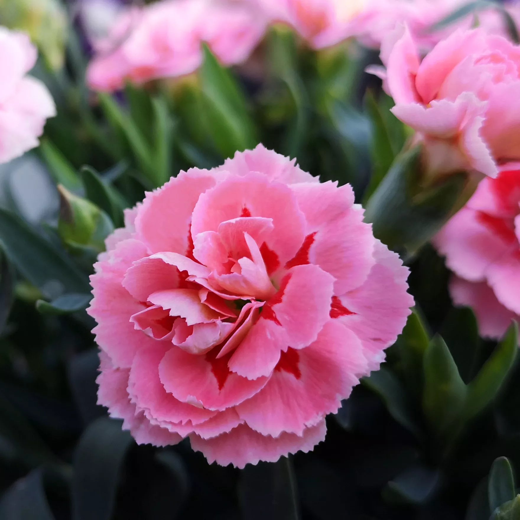 Pink Carnation Flower seeds for Planting - Garden Favorite, Heirloom & GMO Free Seeds for Home Garden