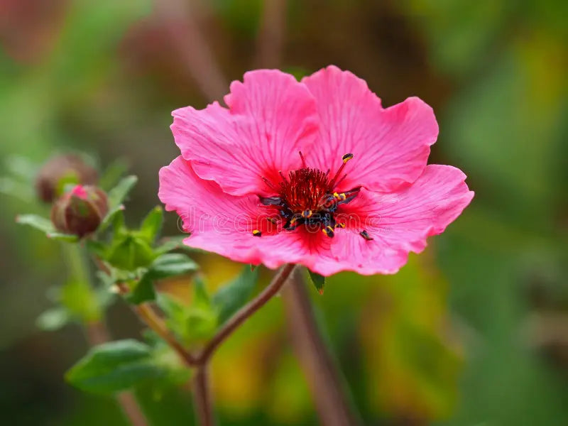 Pink Miss Willmott Flower seeds for Planting - Low Maintenance, Heirloom & GMO Free Seeds for Home Garden