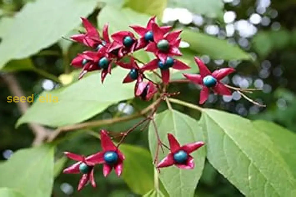 Pink Clerodendron Trichotomum Seeds For Tree Planting Plant Seeds