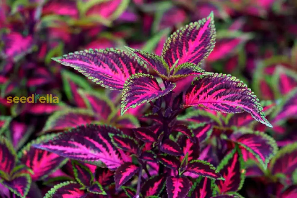 Pink Coleus Plant Seeds For Easy Planting Seeds
