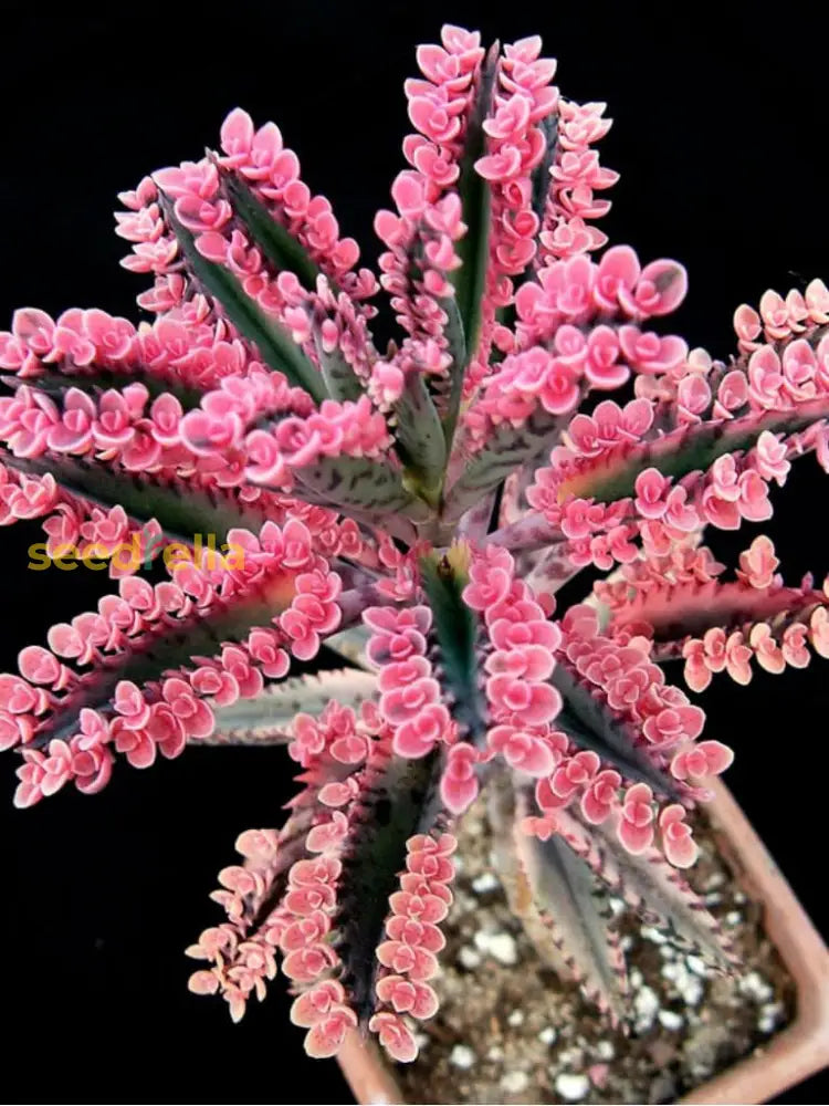 Pink Daigremontiana Plant Seeds For Planting  Vibrant Foliage Your Garden Seeds