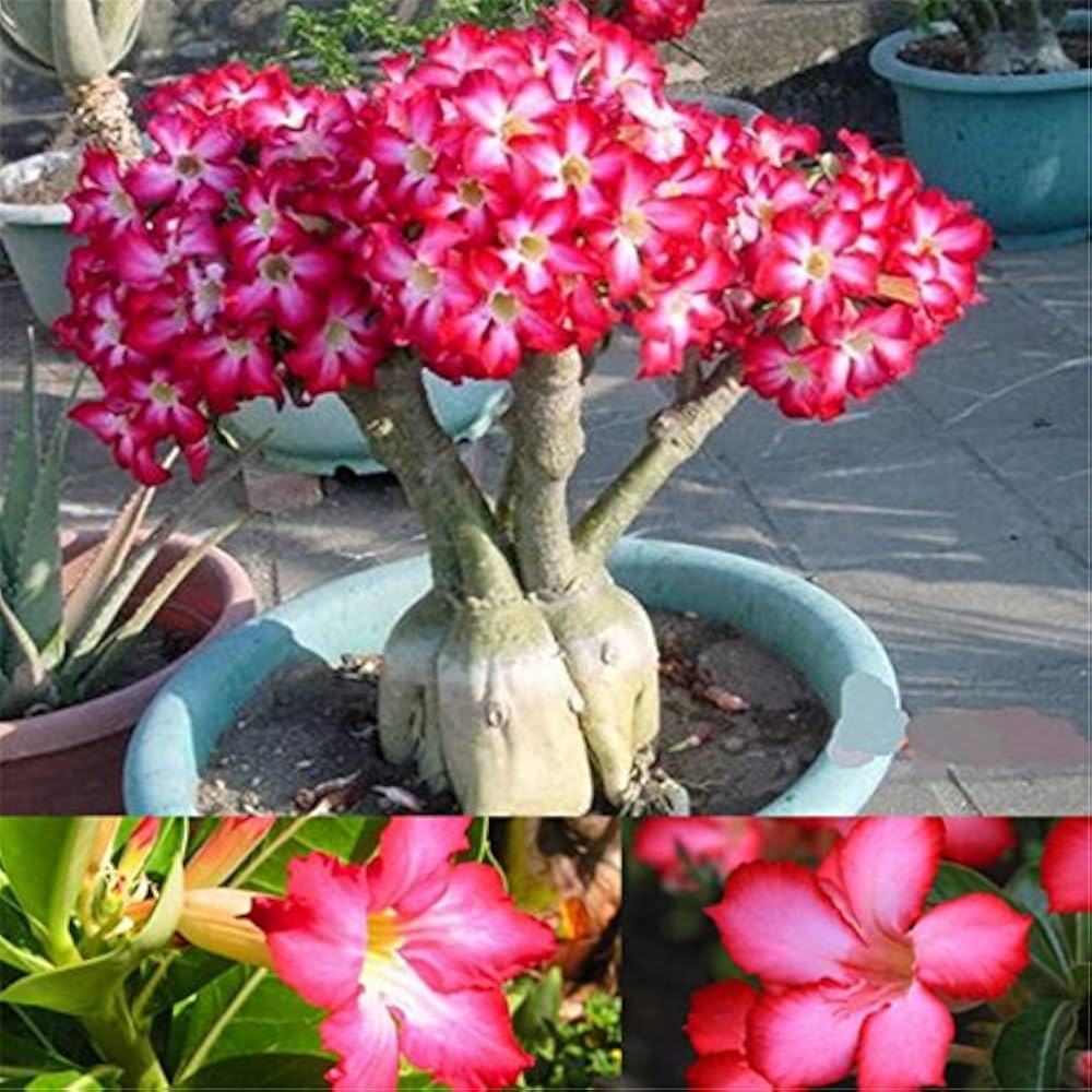 Adenium Obesum Seeds – Pink Desert Rose Seeds for Planting