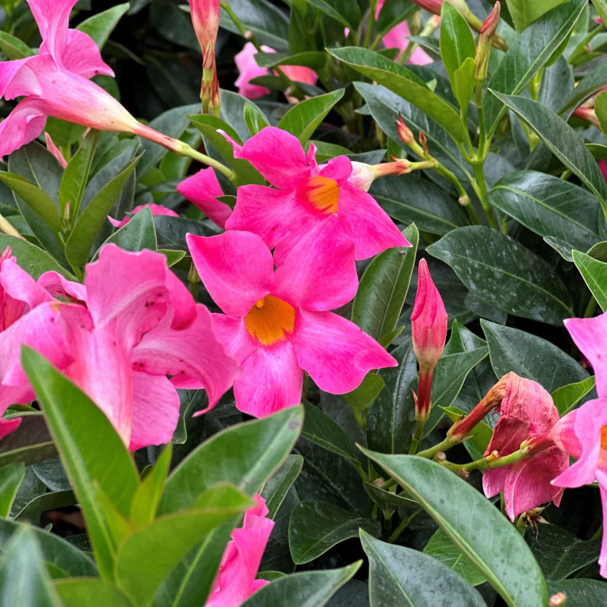 Sanderi Dipladenia Flower Seeds for planting