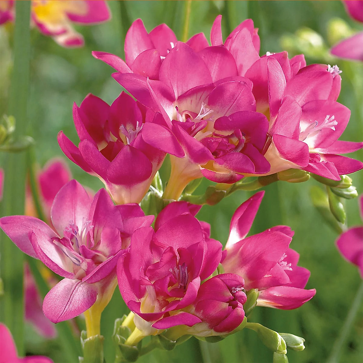 Baby Pink Freesia Flower seeds for Planting - Easy to Grow, Heirloom & GMO Free Seeds for Home Garden