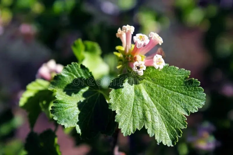Pink Ribes Cereum Flower seeds for Planting - Compact Growth, Heirloom & GMO Free Seeds for Home Garden