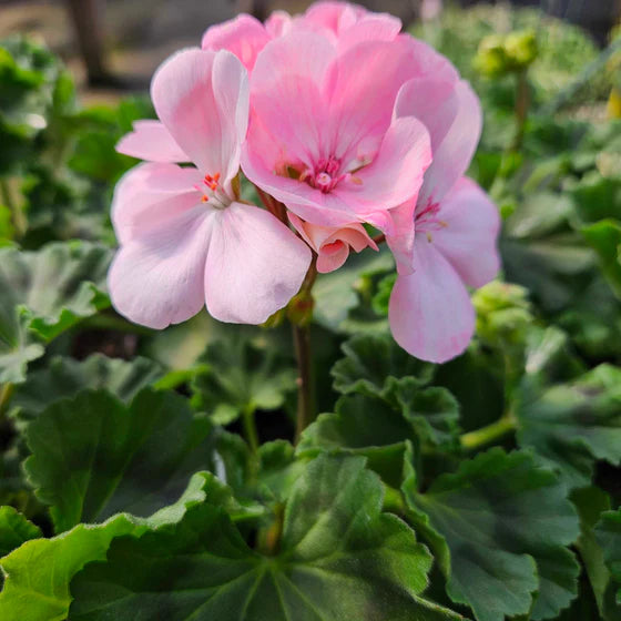 Light Pink Univalve Geranium Flower seeds for Planting - Vibrant Colors, Heirloom & GMO Free Seeds for Home Garden