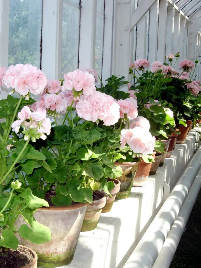 White Light Pink Geranium Flower Seeds for Planting Hardy Variety Heirloom & GMO Free Seeds for Home Garden
 
 Sale