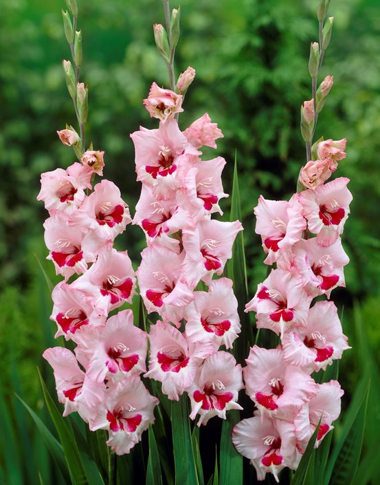 Summer Garden Gladiolus Seeds for Easy Planting