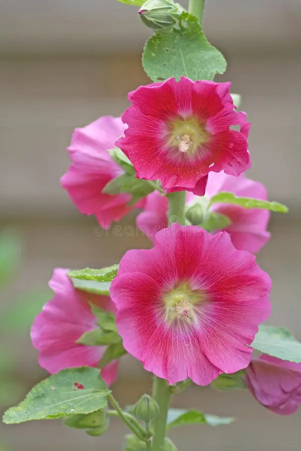 Pink Althaea Rosea Flower Seeds for Planting Low Maintenance Heirloom & GMO Free Seeds for Home Garden
 
 Sale