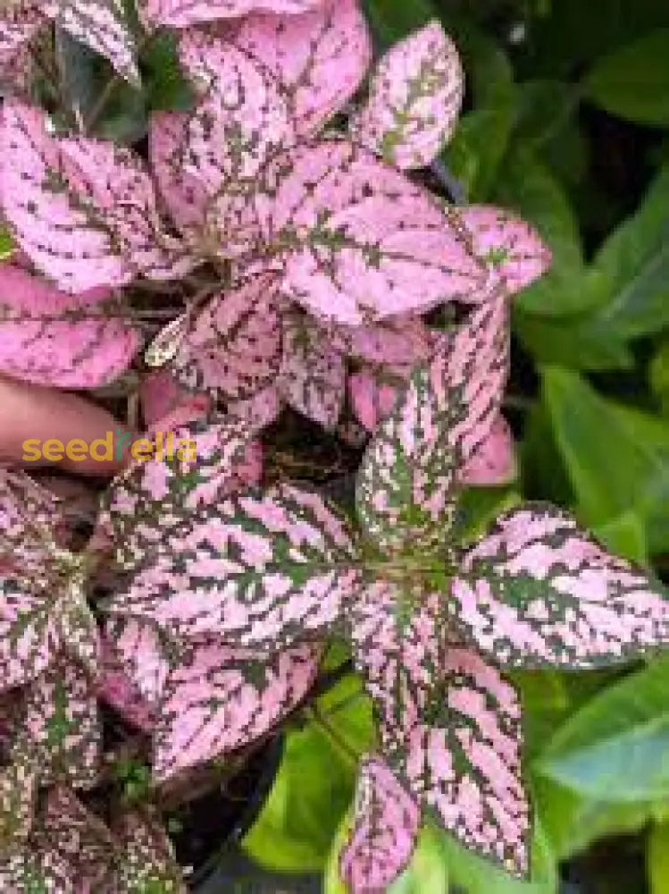 Pink Hypoestes Polka Plant Seeds For Vibrant Indoor And Outdoor Planting Seeds