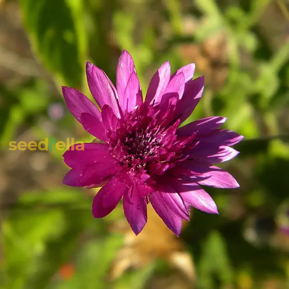 Pink Immortelle Flower Seeds For Planting  Beautiful Everlasting Blooms Your Garden