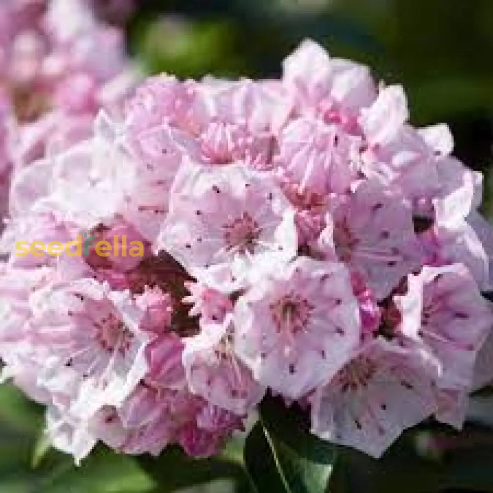 Pink Laurel Seeds For Planting - Elegant Blooms Garden And Borders Flower