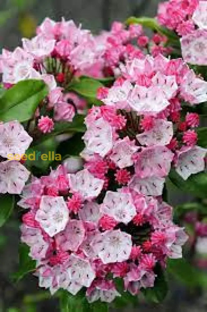 Pink Laurel Seeds For Planting - Elegant Blooms Garden And Borders Flower