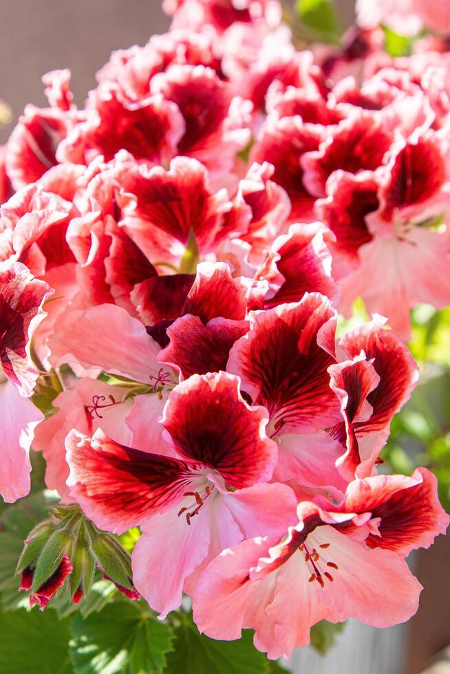 Red & Orange Geranium Flower seeds for Planting - Shade Tolerant, Heirloom & GMO Free Seeds for Home Garden