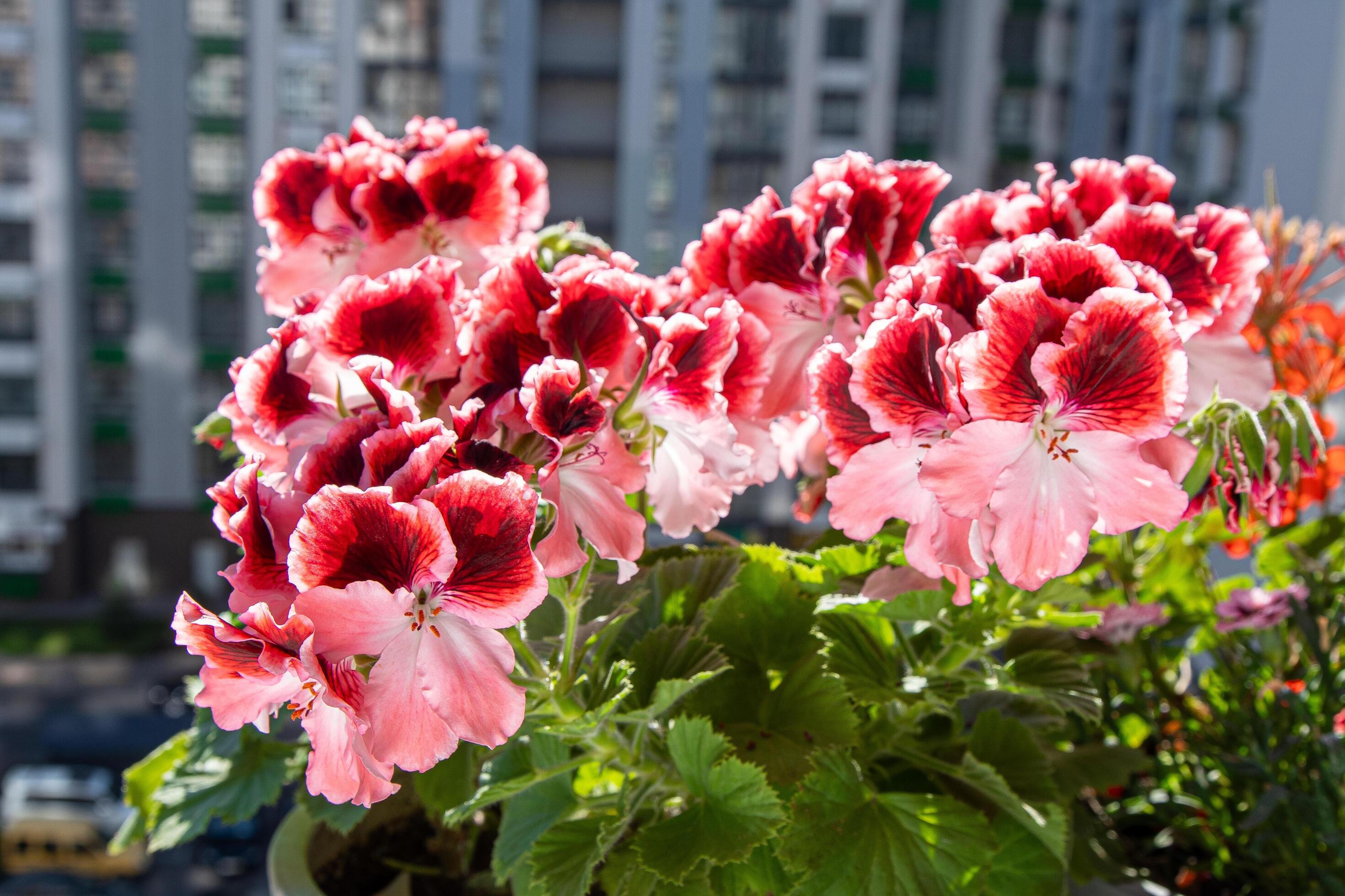 Red & Orange Geranium Flower seeds for Planting - Shade Tolerant, Heirloom & GMO Free Seeds for Home Garden