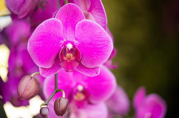Slipper Orchid Flower seeds for Planting - Sun Loving, Heirloom & GMO Free Seeds for Home Garden