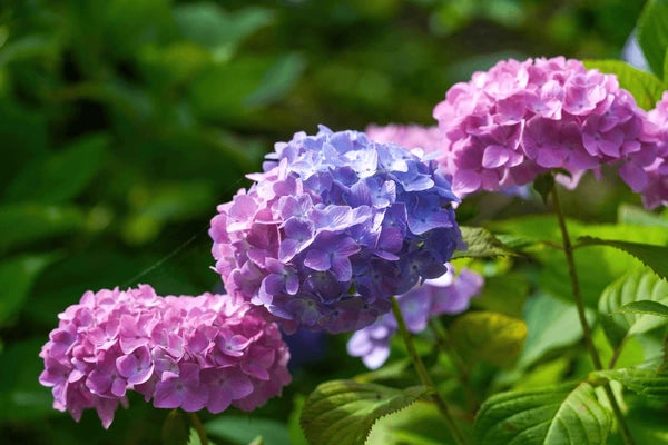 Pastel Rainbow Hydrangea Flower seeds for Planting - Long Bloom Season, Heirloom & GMO Free Seeds for Home Garden