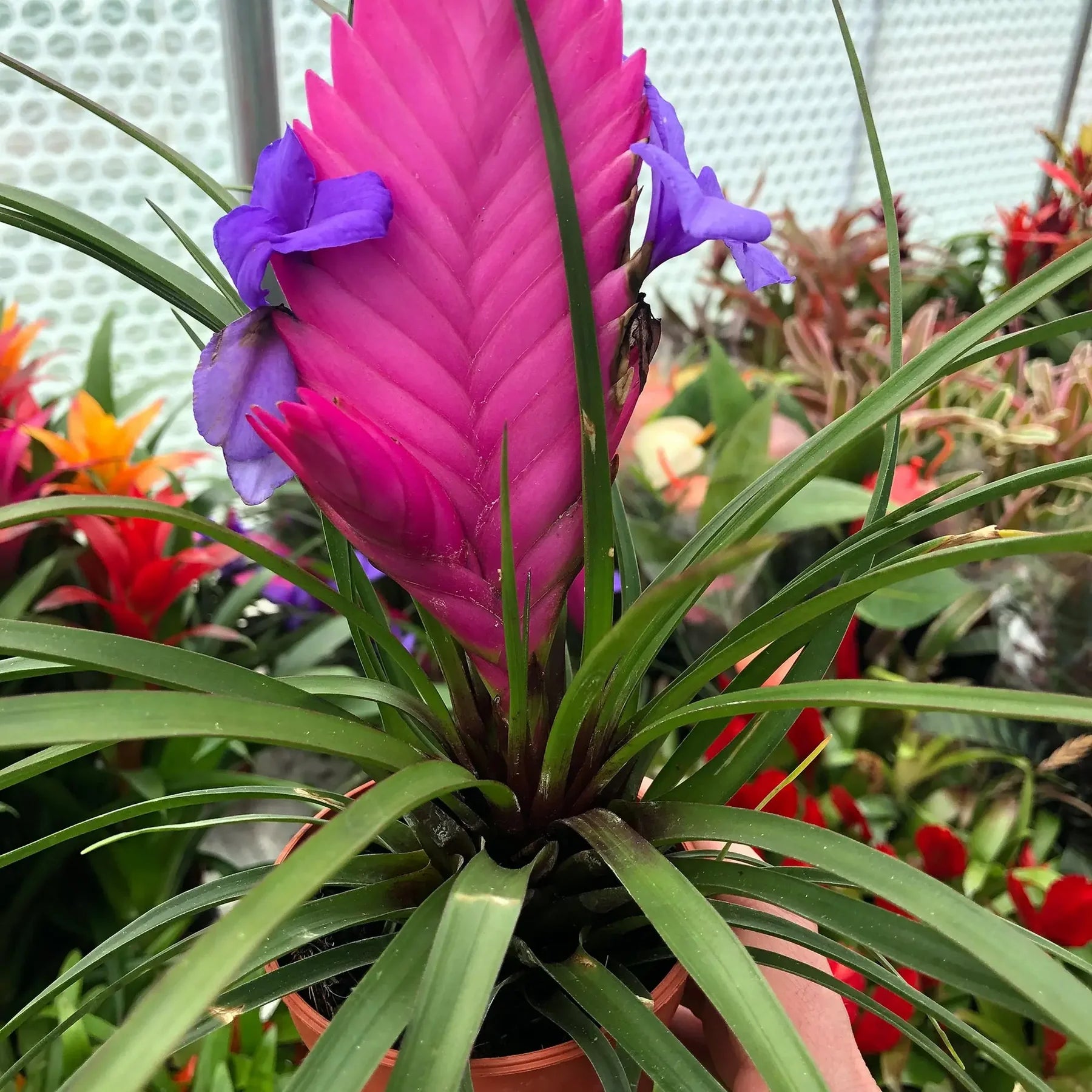Bromeliad Tillandsia Flower seeds for Planting - Long Bloom Season, Heirloom & GMO Free Seeds for Home Garden