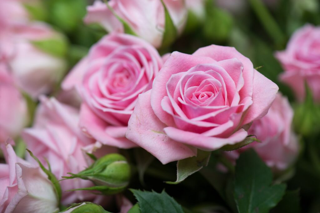 Pale Pink Rose Flower Seeds for Planting Long Bloom Season Heirloom & GMO Free Seeds for Home Garden
 
 Sale