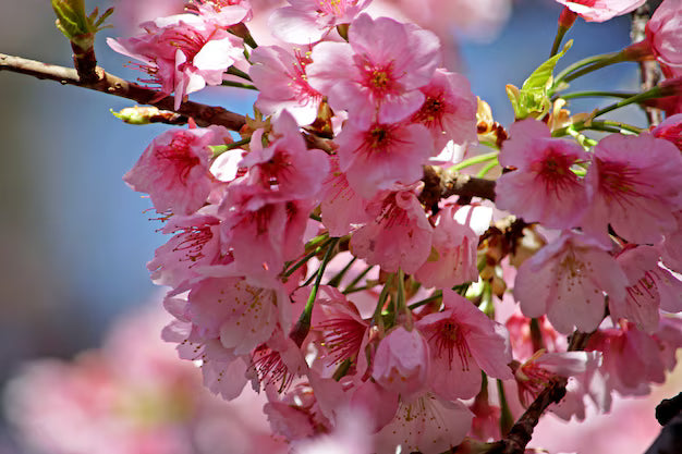 Blossoms Tree Seeds for Planting | Complete Planting Guide
