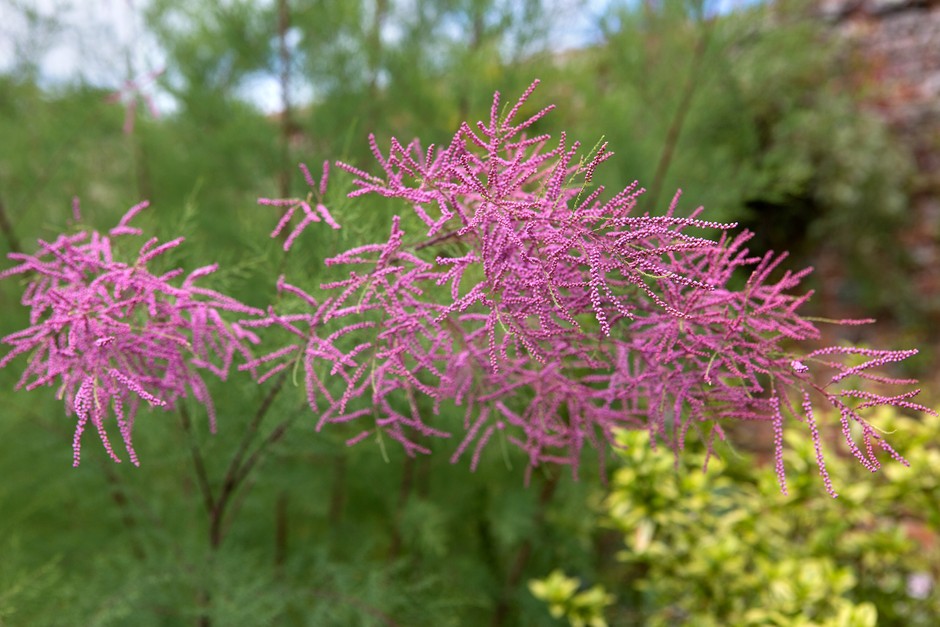 Pink Tamarix seeds for hedges and borders
