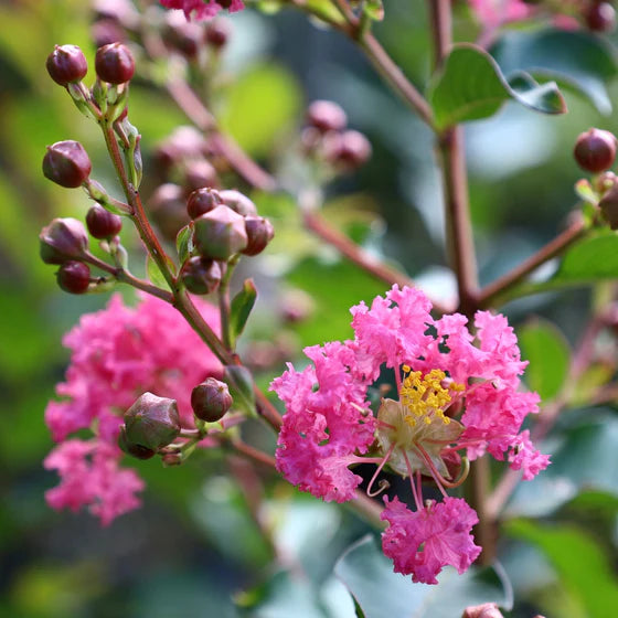 Pink Crape Myrtle Flower seeds for Planting - Garden Favorite, Heirloom & GMO Free Seeds for Home Garden