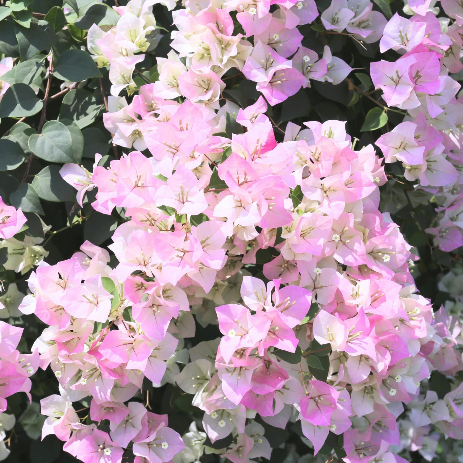 Pink and white Bougainvillea seeds for planting