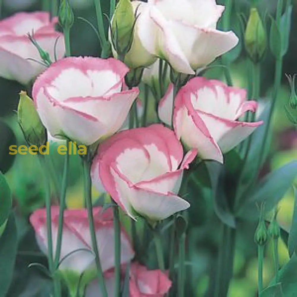Pink White Eustoma Flower Seeds For Planting - Elegant Annual Blooms Your Garden
