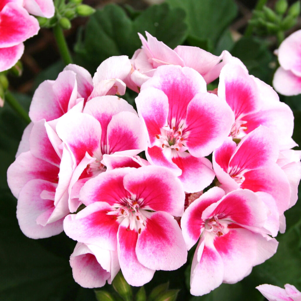 Pink and white geranium flowers blooming in a garden