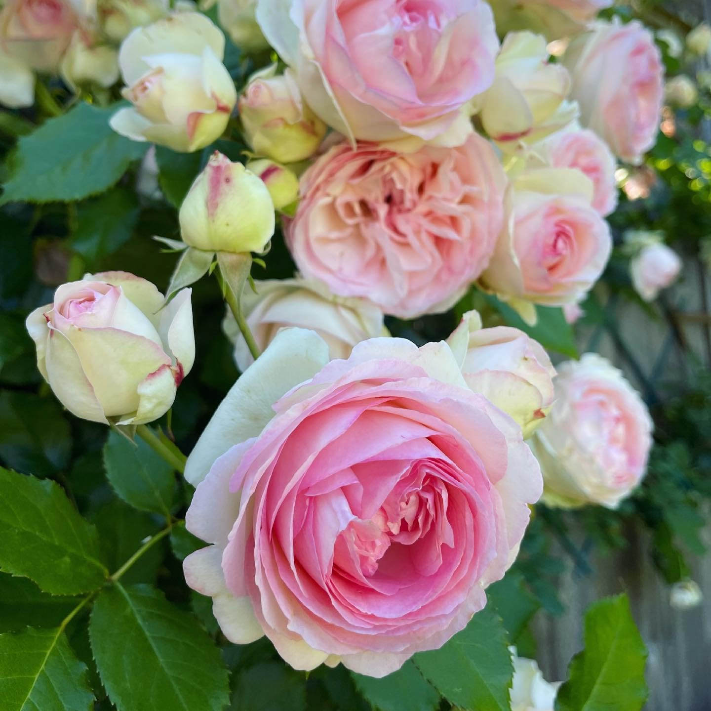 Pink and White Rose Plants in Full Bloom