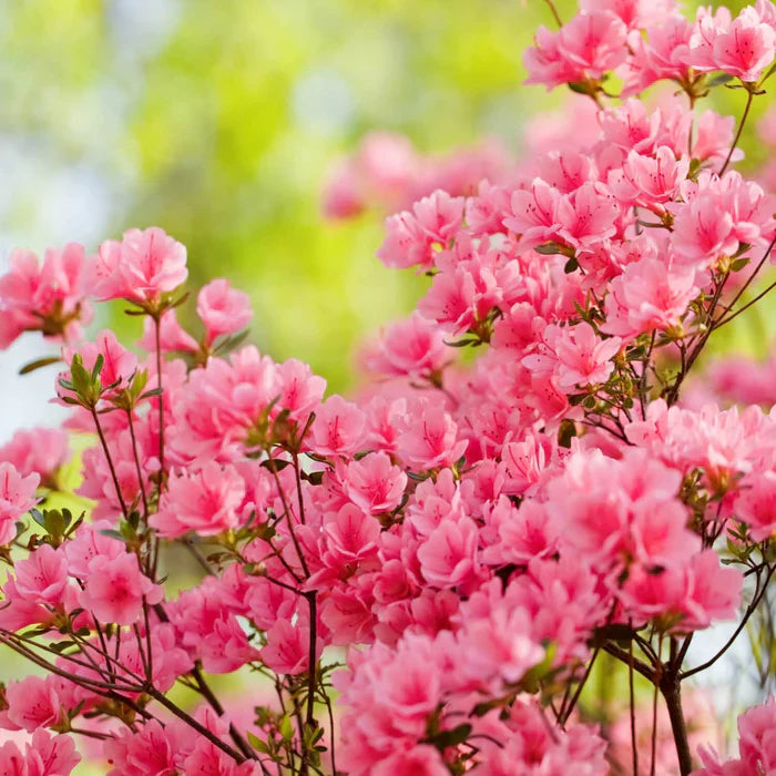 Pink (Pink Green) seeds for planting in home garden