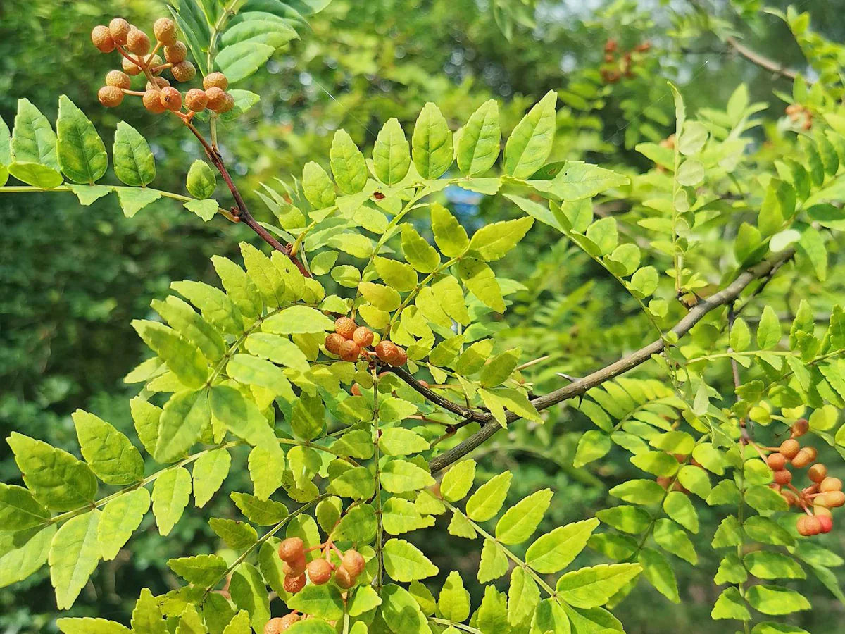 Brown Zanthoxylum Flower seeds for Planting - Wildflower Mix, Heirloom & GMO Free Seeds for Home Garden Sale